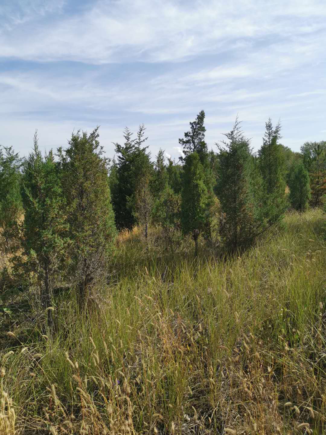 種植苗木前可以使用哪些方法進行土壤消毒？